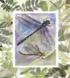 Nature Flying Insects