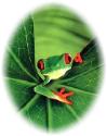 Nature small frog