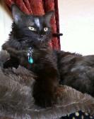 Meet Flippy, the Kitty Boy of Mary's home...Just an Aristrocat! He needs to be always in his throne!