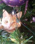 Meet Amber, her companion when working her creations. She loves Christmas Season!